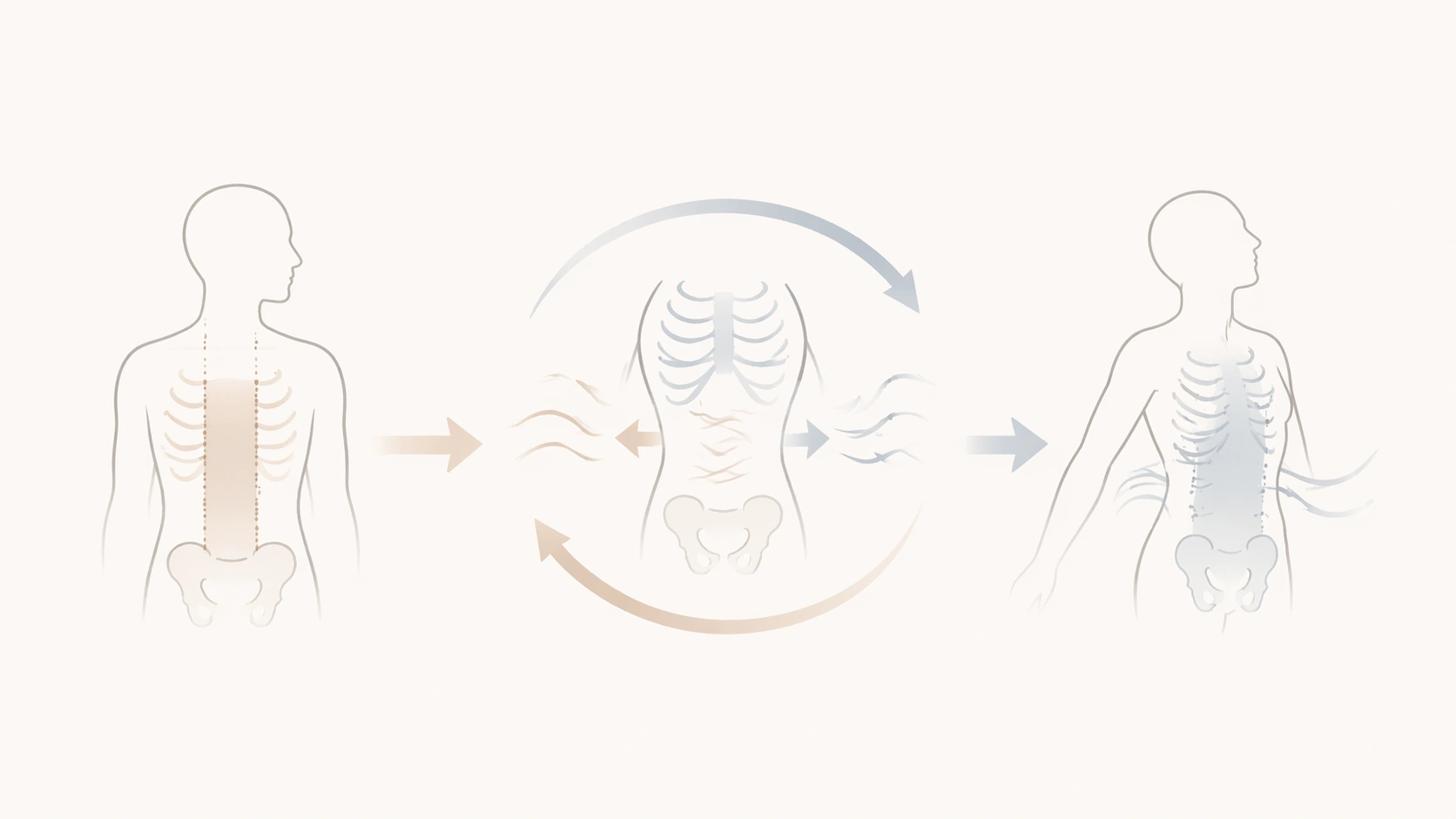 固定感のある体幹ライン、使い分けを示す体幹モチーフ、動きやすい上半身ラインをやわらかな矢印でつなぎ、安定としなやかさの両立を示したミニマルなイメージ図